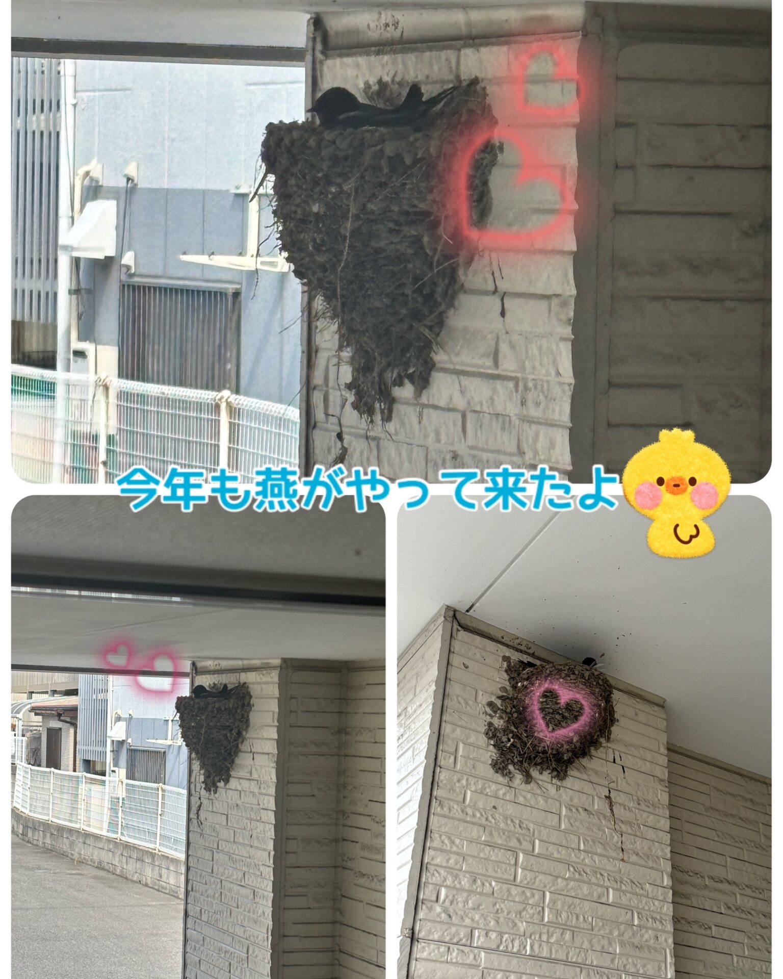 今年も来てくれました❤