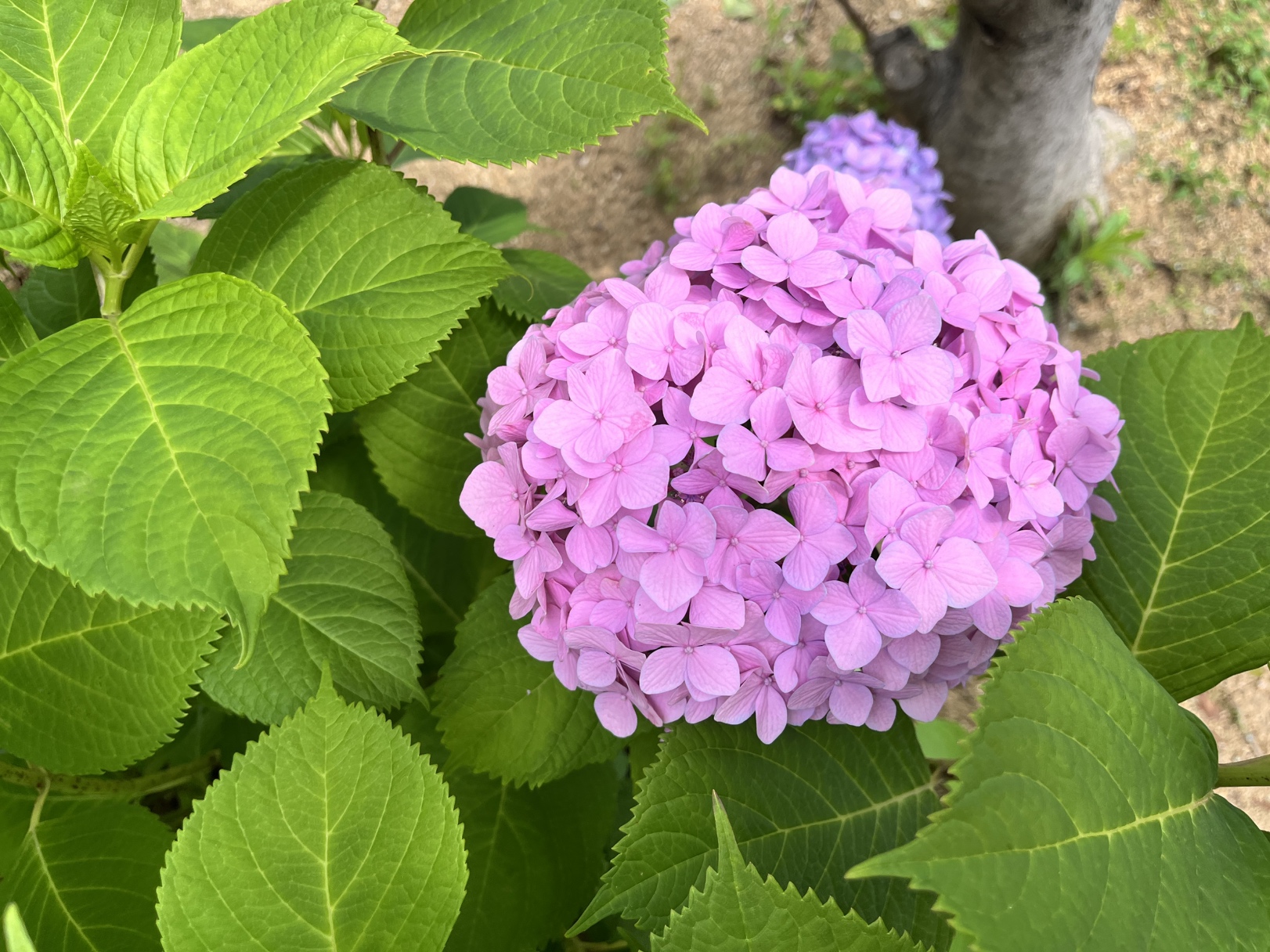 紫陽花