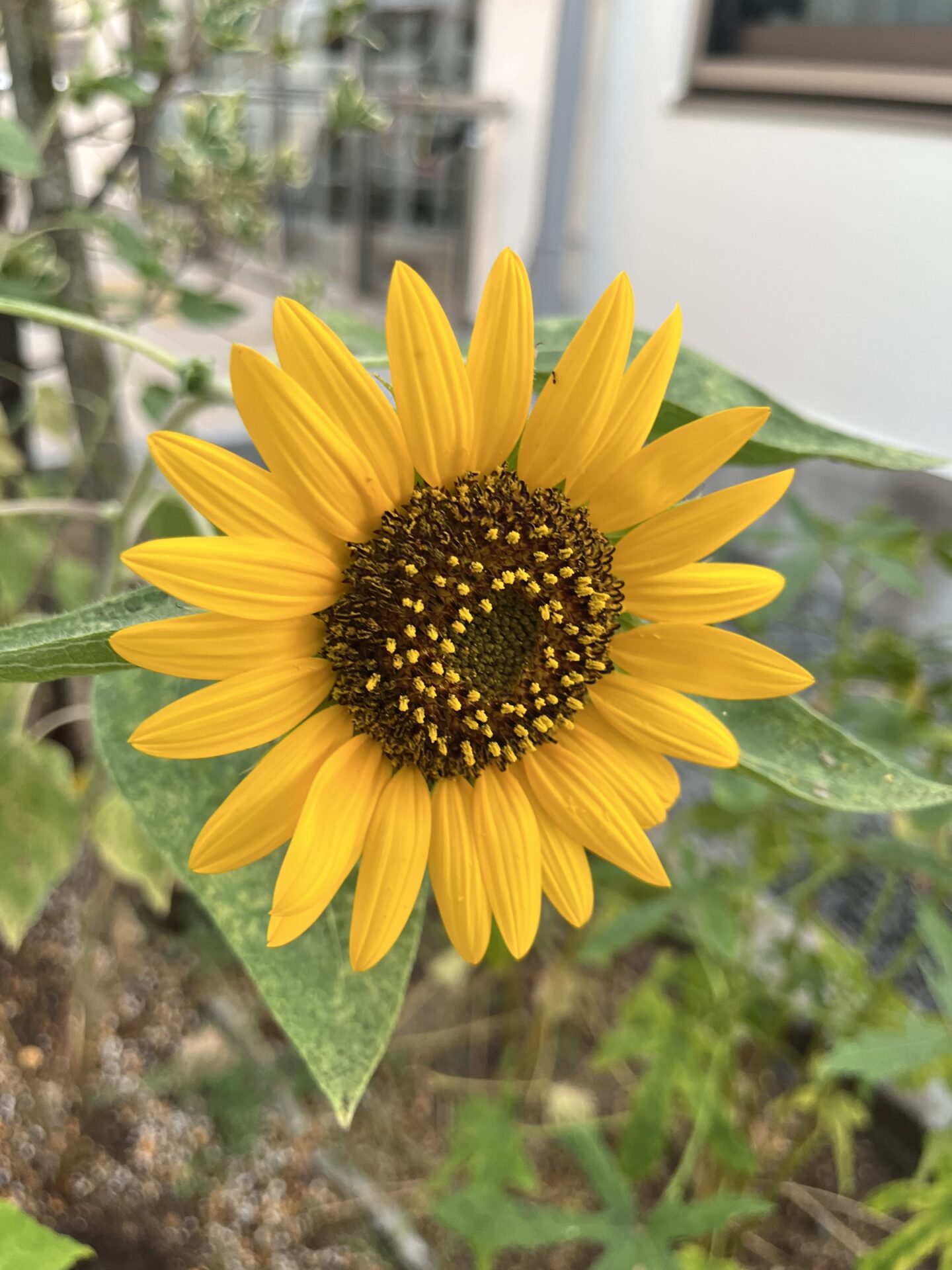 ひまわり🌻